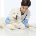 Finding Reputable Pet Care Organizations in Southern New Jersey: A Comprehensive Guide