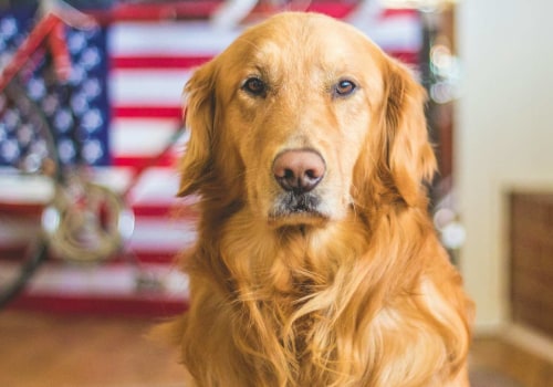 Understanding Vaccination Requirements for Pets in Southern New Jersey's Care Organizations