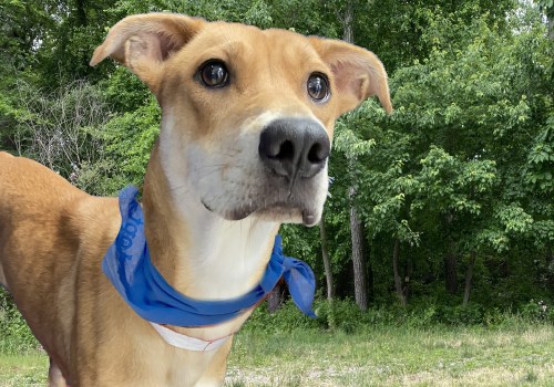 Southern New Jersey Pet Care Groups That Make Relocation Easier for Pet Owners