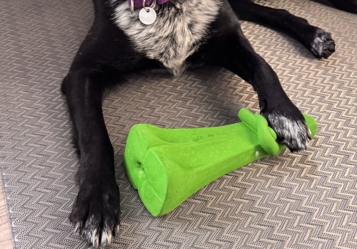 Exploring Discounts for Long-Term Stays at Pet Care Organizations in Southern New Jersey