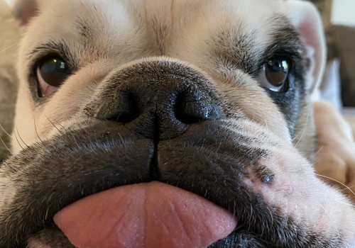 Exploring Pet Care Organizations in Southern New Jersey: Pickup and Drop-Off Services for Your Furry Friends