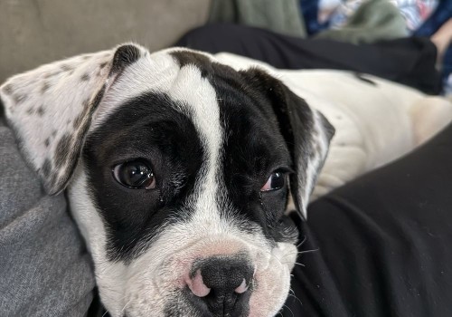 Emergency Preparedness in Southern New Jersey's Pet Care Organizations