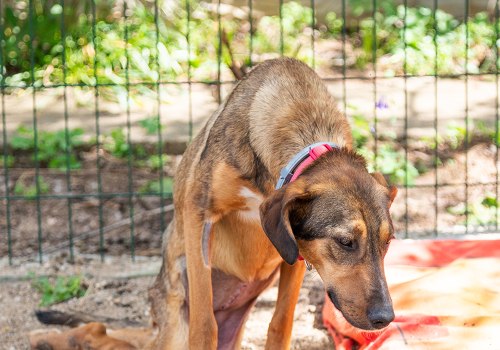 Exploring Discounts and Promotions for Pet Care Organizations in Southern New Jersey