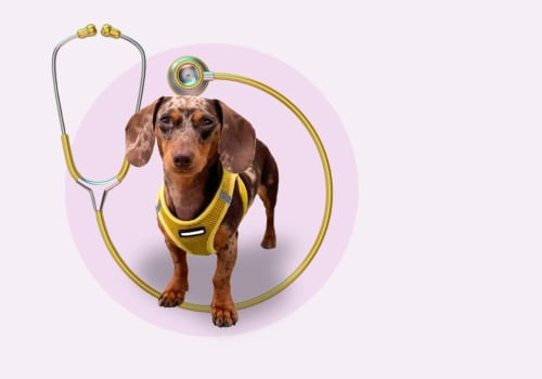 Understanding the Average Cost of Pet Care Organizations in Southern New Jersey