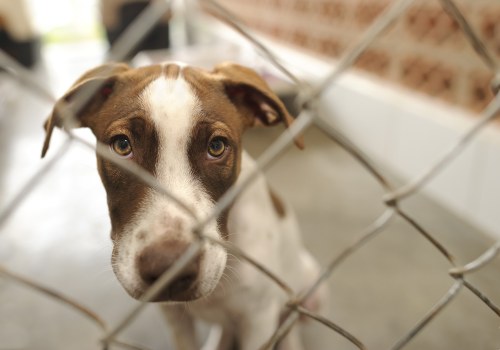 Understanding Age Restrictions for Pets at Pet Care Organizations in Southern New Jersey