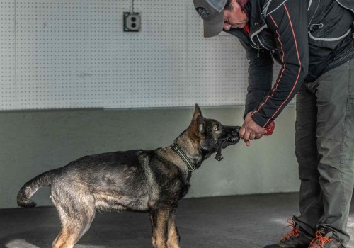 Exploring Affiliations of Pet Care Organizations in Southern New Jersey with National Associations