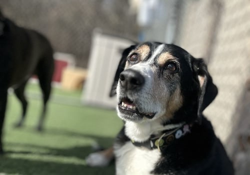 Comprehensive Reviews and Testimonials for Pet Care Organizations in Southern New Jersey