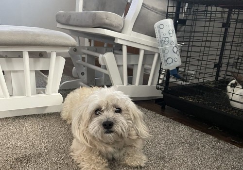 Navigating Reservation Changes at Pet Care Organizations in Southern New Jersey