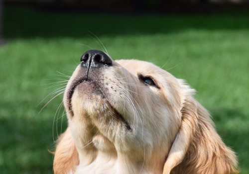 A Comprehensive Guide to Making Reservations at Pet Care Organizations in Southern New Jersey