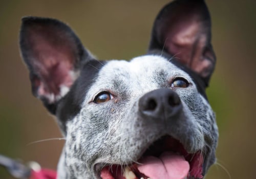 Exploring Partnerships Between Pet Care Organizations and Animal Shelters in Southern New Jersey