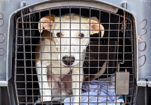 Exploring Pet Transportation Services Offered by Pet Care Organizations in Southern New Jersey