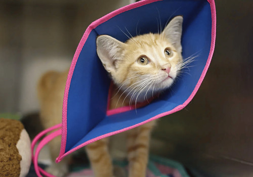 Understanding Spay and Neuter Requirements for Pets in Southern New Jersey's Pet Care Organizations