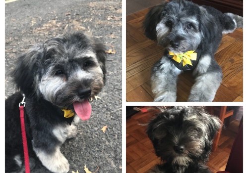 Exploring Pet Care Organizations in Southern New Jersey: Do They Offer Grooming Services?