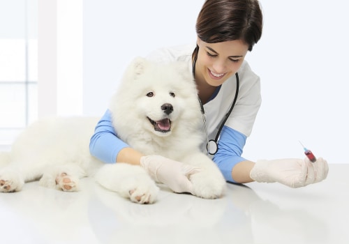 Finding Reputable Pet Care Organizations in Southern New Jersey: A Comprehensive Guide