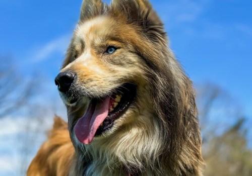 Comprehensive Guide to Additional Services at Pet Care Organizations in Southern New Jersey