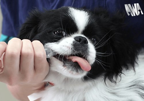 Comprehensive Guide to Pet Care Organizations in Southern New Jersey