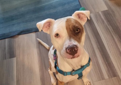 Understanding Breed Restrictions at Pet Care Organizations in Southern New Jersey