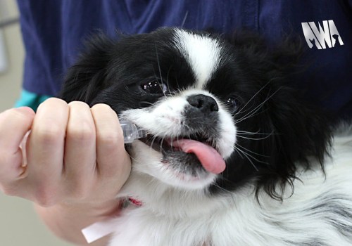 Scheduling Tours at Pet Care Organizations in Southern New Jersey: What You Need to Know